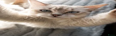 Ragdoll 3