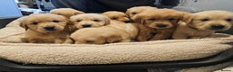 Golden Retriever dogs for sale: KC reg pedigree champion Golden Retriever pups - Advert 11