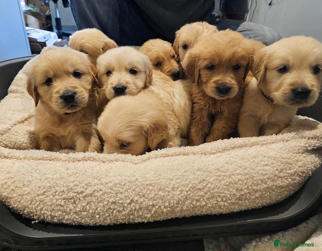 Golden Retriever dogs for sale: KC reg pedigree champion Golden Retriever pups - Advert 11