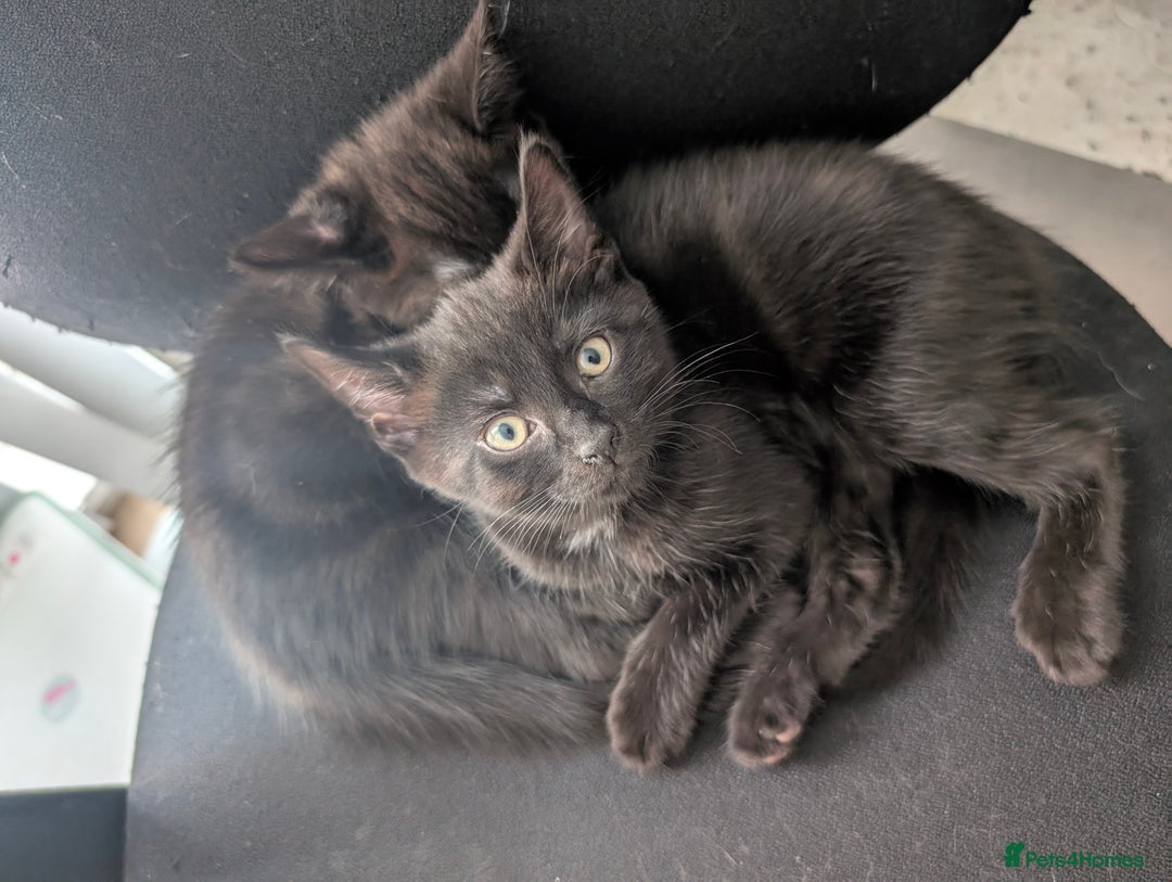Mixed Breed cats for sale: Lovely Black kittens - Image 4