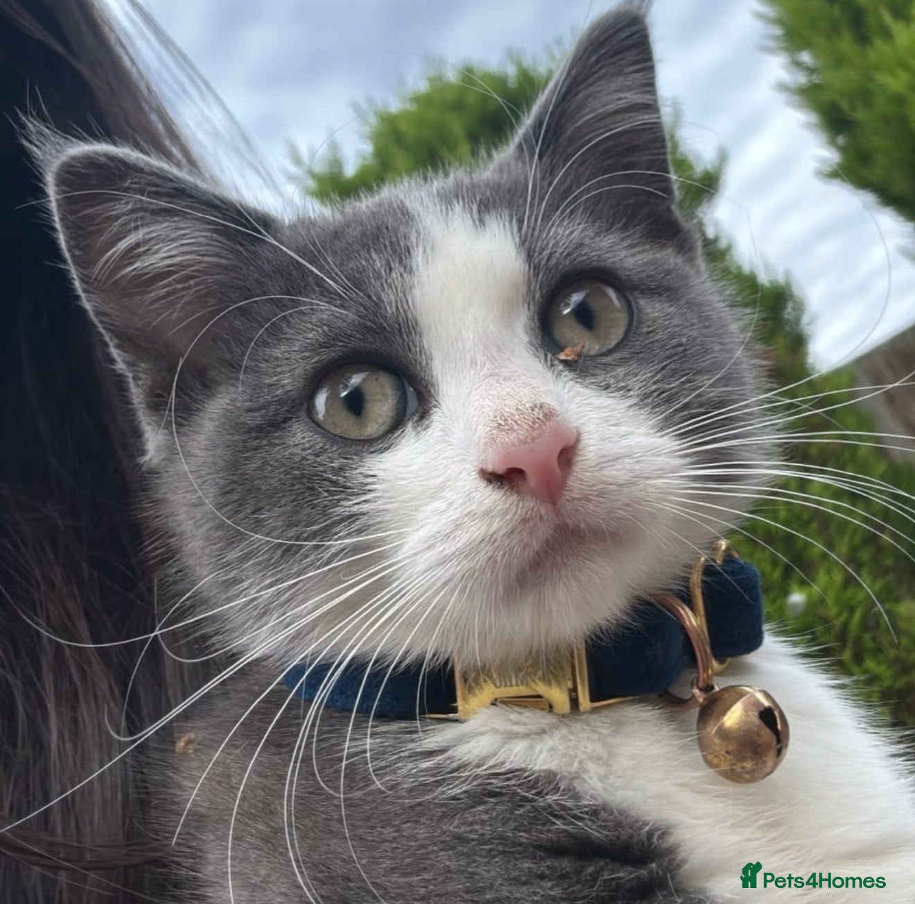 Mixed Breed cats Male kitten  - Advert 4