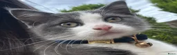 Mixed Breed cats for sale: Male kitten  - Advert 1