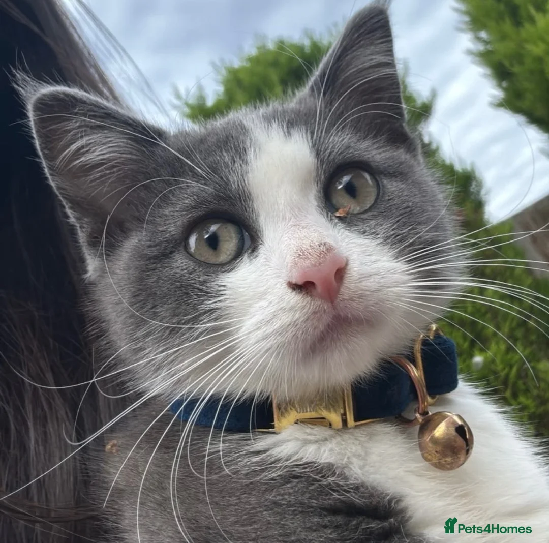 Mixed Breed cats for sale: Male kitten  - Advert 1