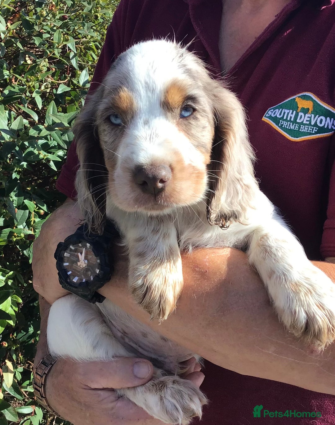 Cocker Spaniel dogs for stud: MERLIN…FOR STUD ONLY - Advert 13