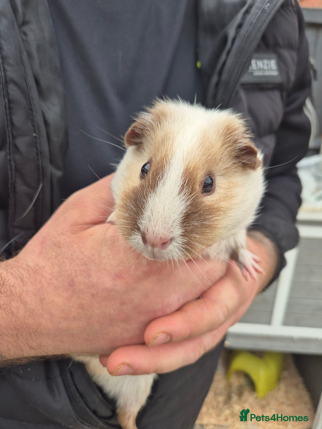 Guinea Pig rodents for sale: GUINAPIGS FORFREE  - Advert 7