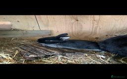 Mini Lop rabbits for sale: Beautiful Pure Bred Mini Lop Babies Available  - Image 6