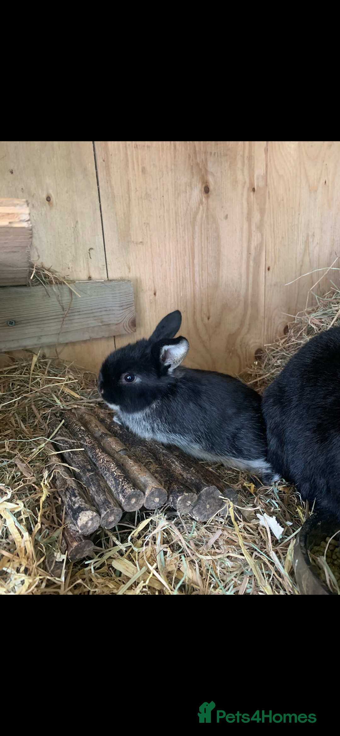 Mini Lop rabbits for sale: Beautiful Pure Bred Mini Lop Babies Available  - Image 6