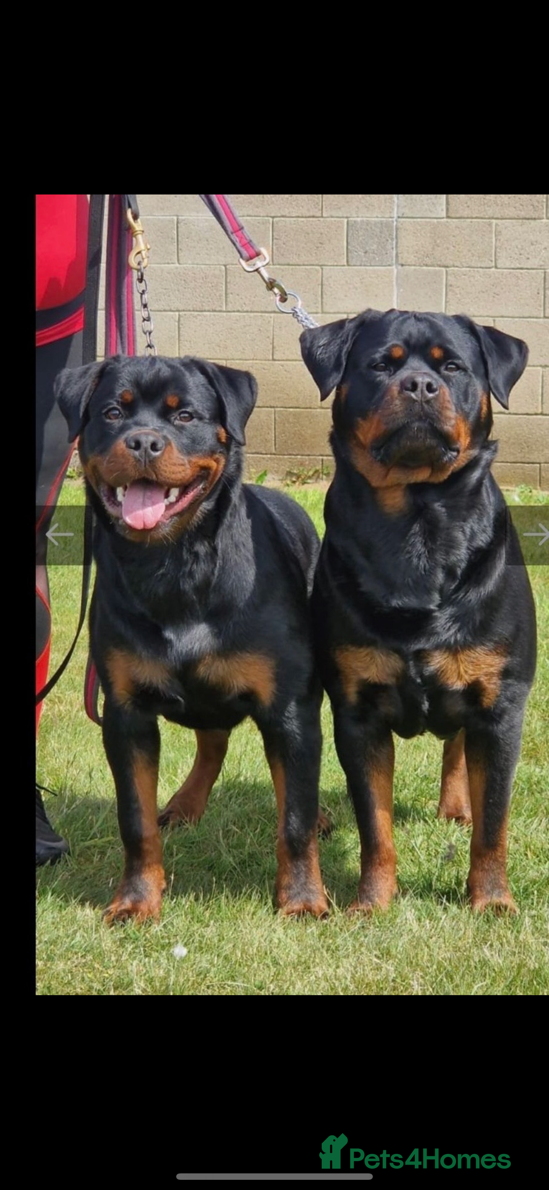 Staffordshire Bull Terrier dogs for sale: KC Rottweiler male  - Advert 6