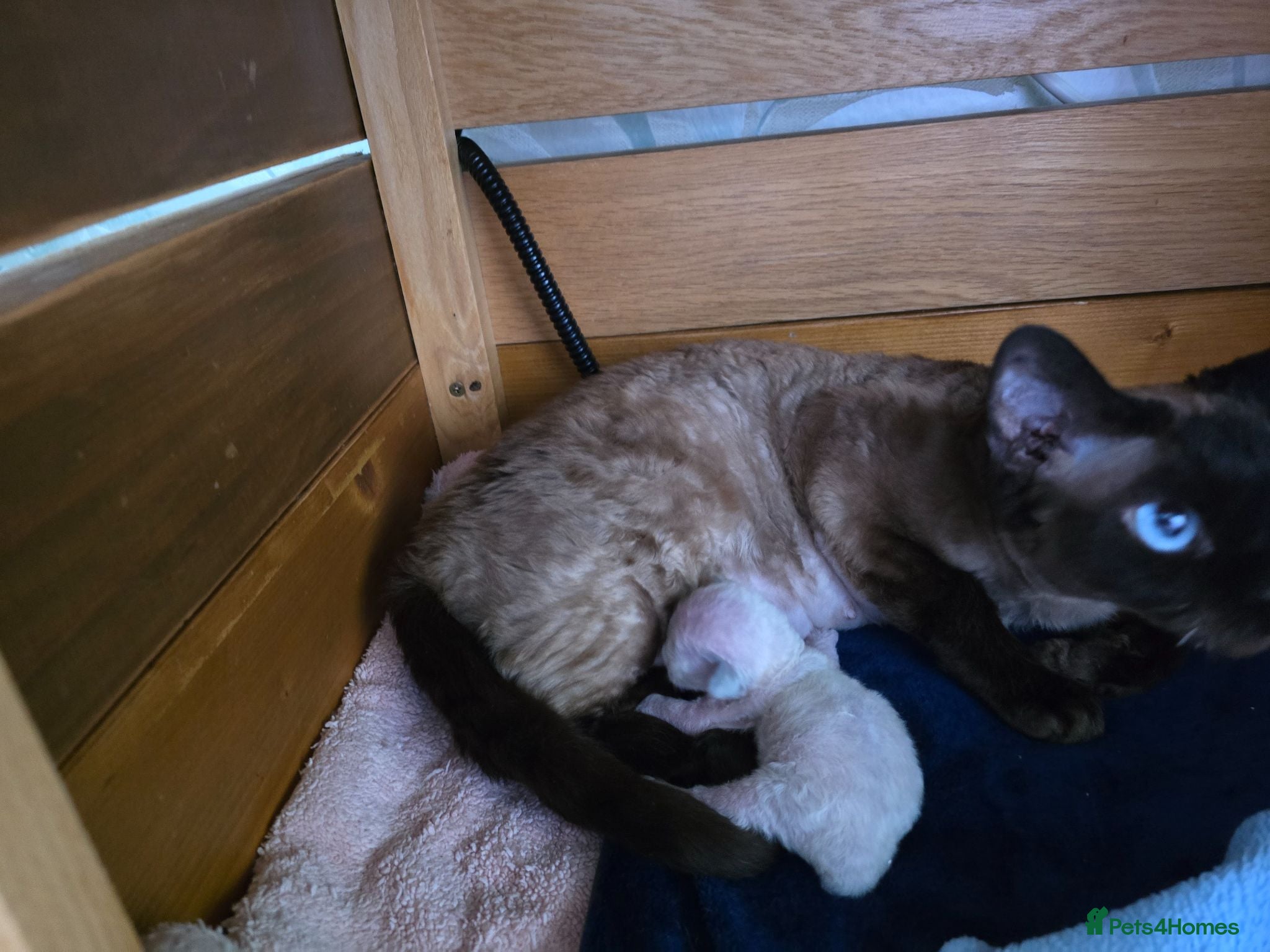 Devon Rex cats Harold Finch - Advert 9