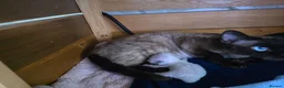 Devon Rex cats for sale: Harold Finch - Advert 1
