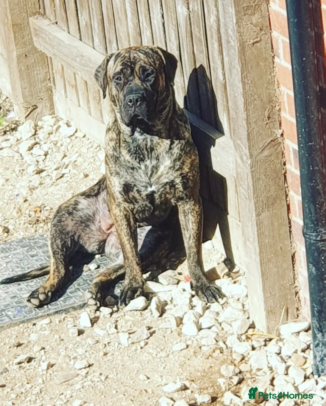 Presa Canario dogs for sale: 4year old female pressa - Advert 2