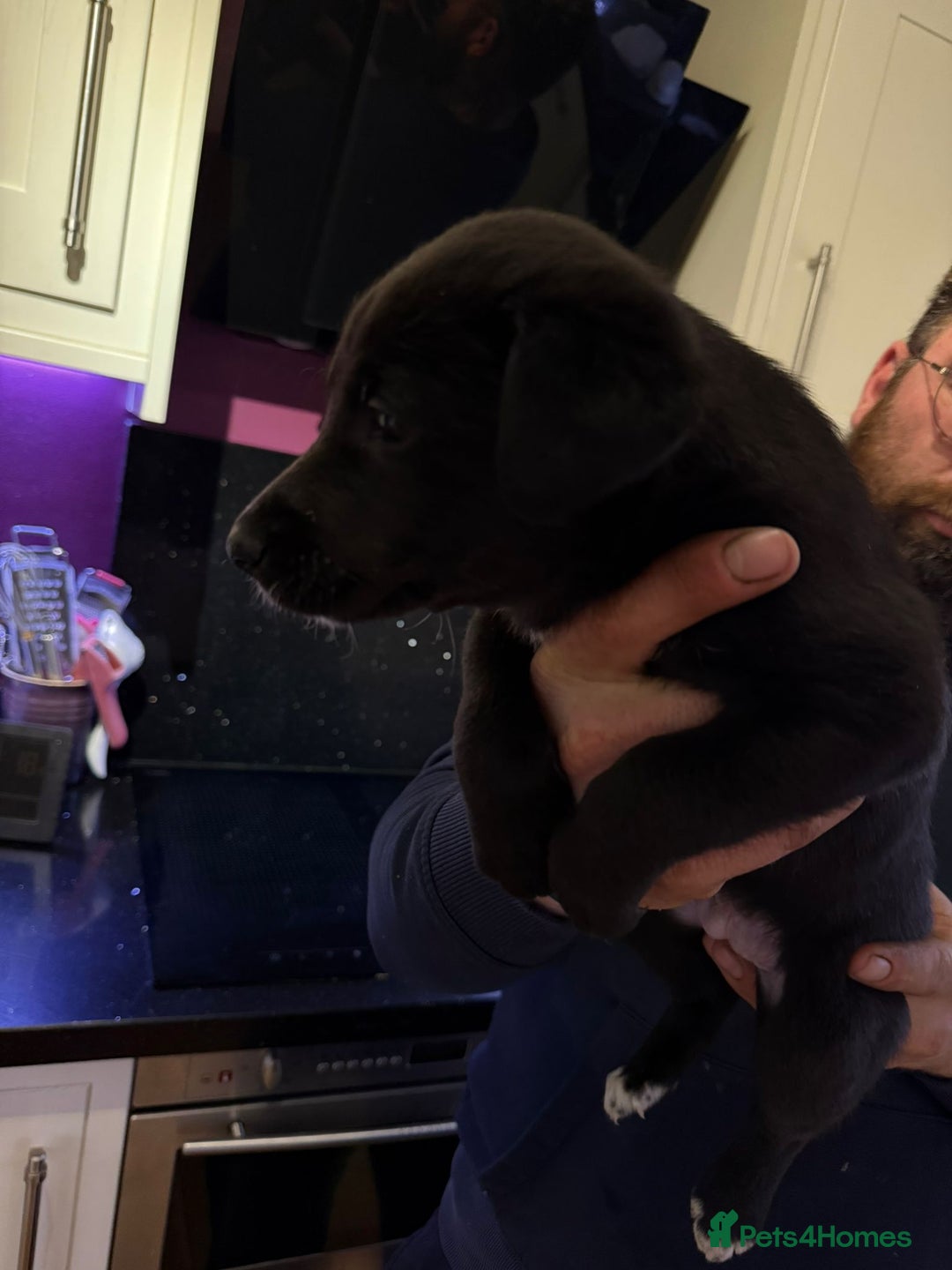 Lurcher dogs for sale: Bedlington lurcher puppies - Advert 7