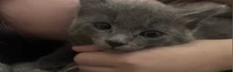 Mixed Breed cats for sale: 4 beautiful kittens looking for a loving home in Bromsgrove - Advert 4