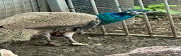 Peafowl poultry for sale: Peacock & Peahen in Bolton - Advert 1