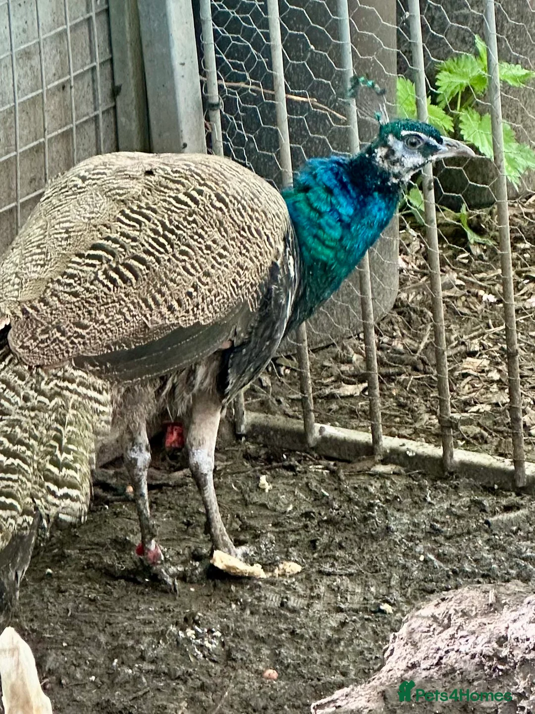 Peafowl poultry for sale: Peacock & Peahen in Bolton - Advert 1