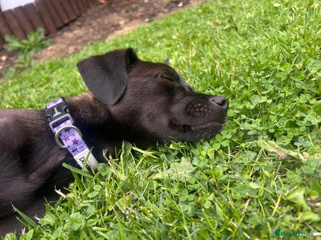 Mixed Breed dogs for adoption: Lilla 🩷 - Advert 2