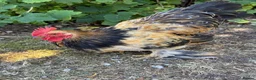 Chickens poultry for sale: Beautiful Bantam Cockerel For Sale in Thatcham - Advert 2
