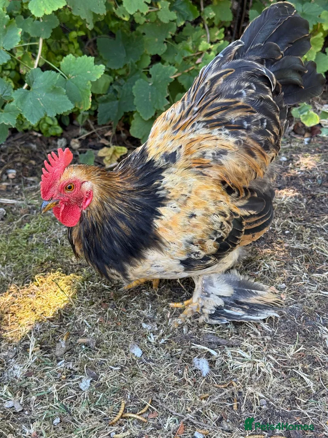 Chickens poultry for sale: Beautiful Bantam Cockerel For Sale in Thatcham - Advert 2