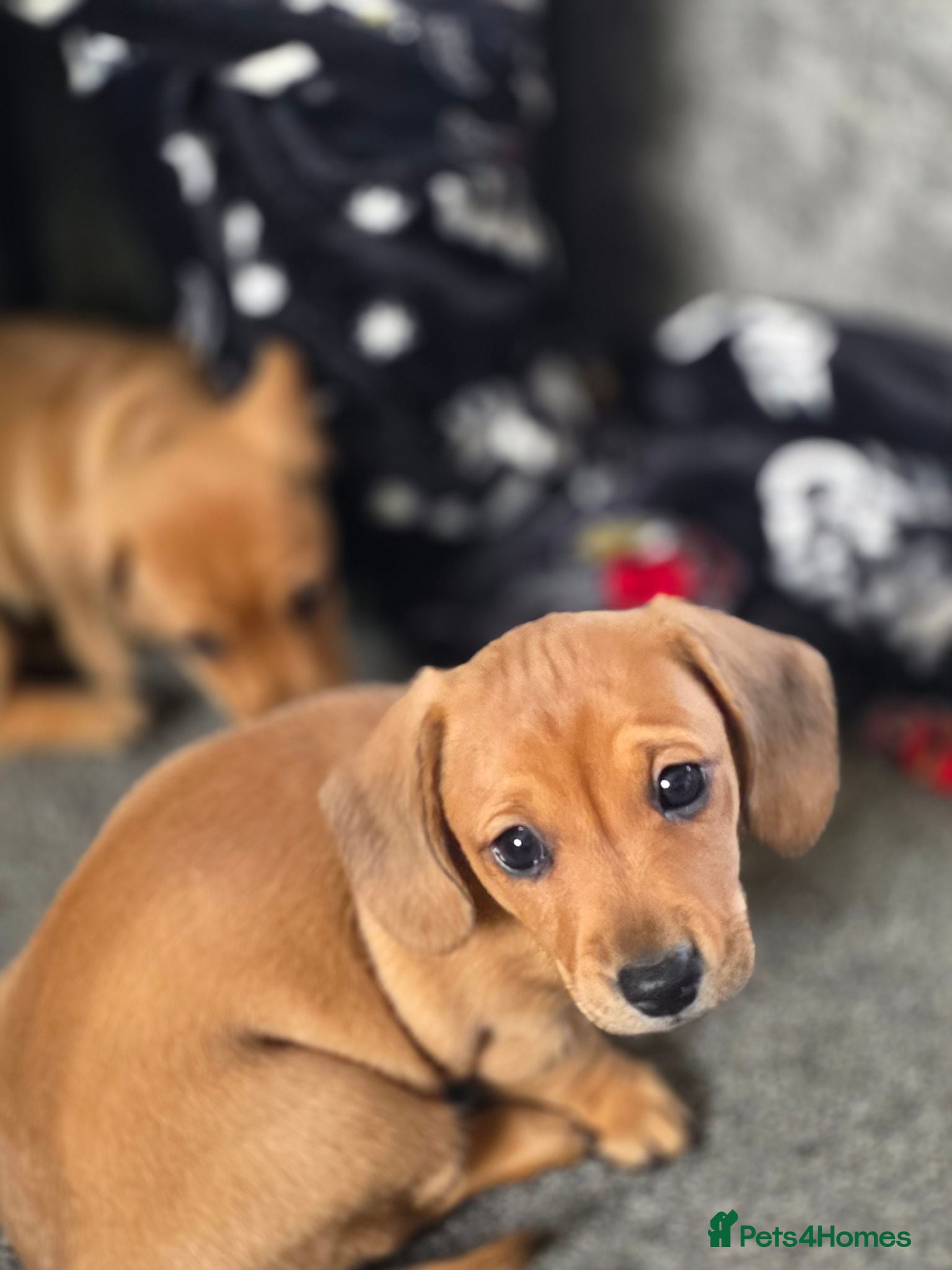 Dachshund dogs  Beautiful Dachshund puppies - Advert 1