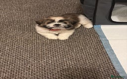 Shih Tzu dogs for sale: Shih-Tzu Puppy for sale  - Image 6