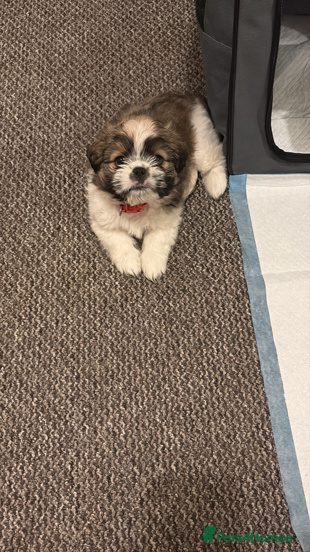 Shih Tzu dogs for sale: Shih-Tzu Puppy for sale  - Image 6