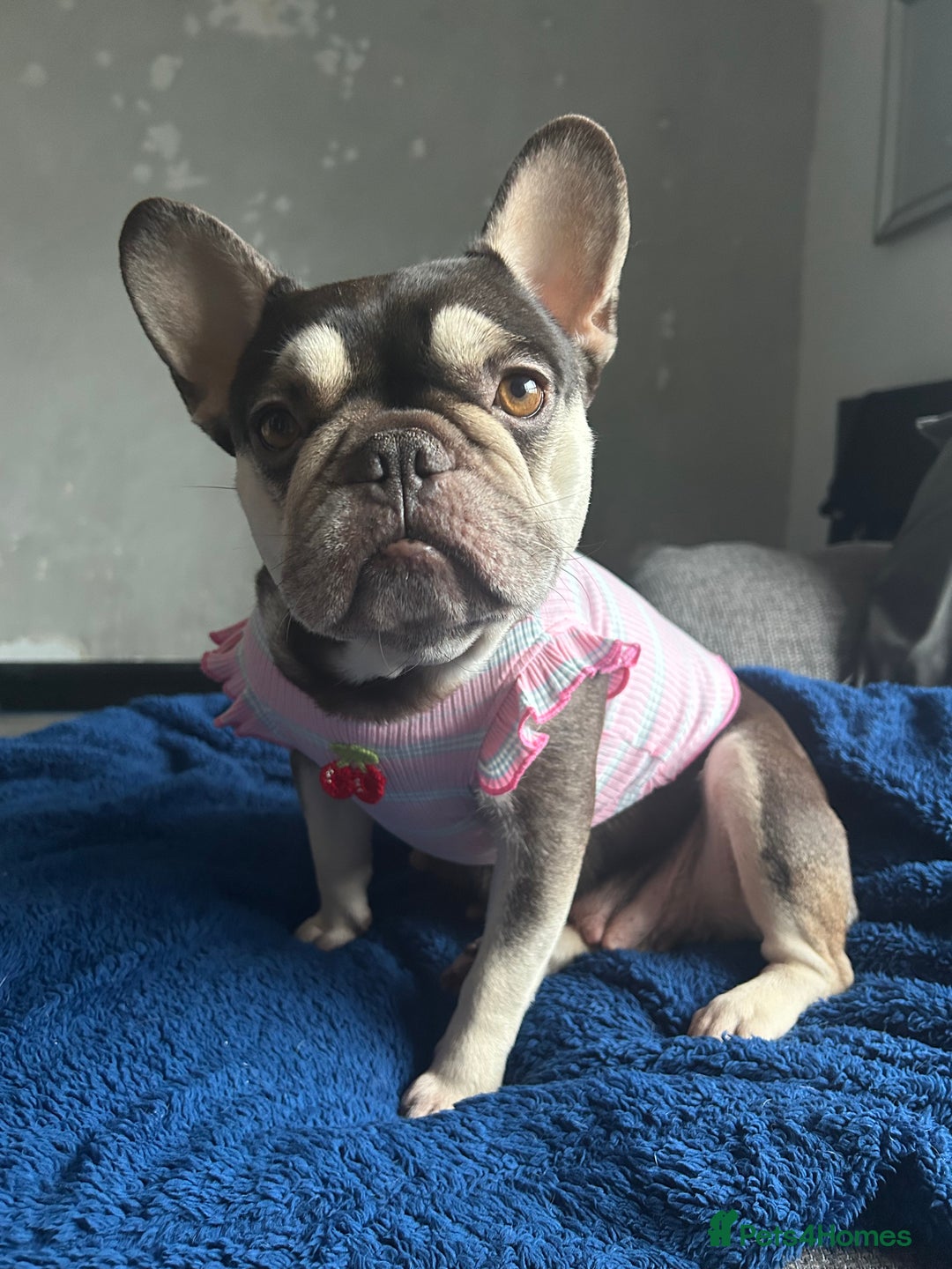 French Bulldog dogs for sale: KC REGISTERED FRENCH BULLDOG PUPPIES – BOYS 🐾 - Advert 18