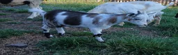 Goats livestock for sale: Male & Female Pygmy goats 16 weeks - Advert 4