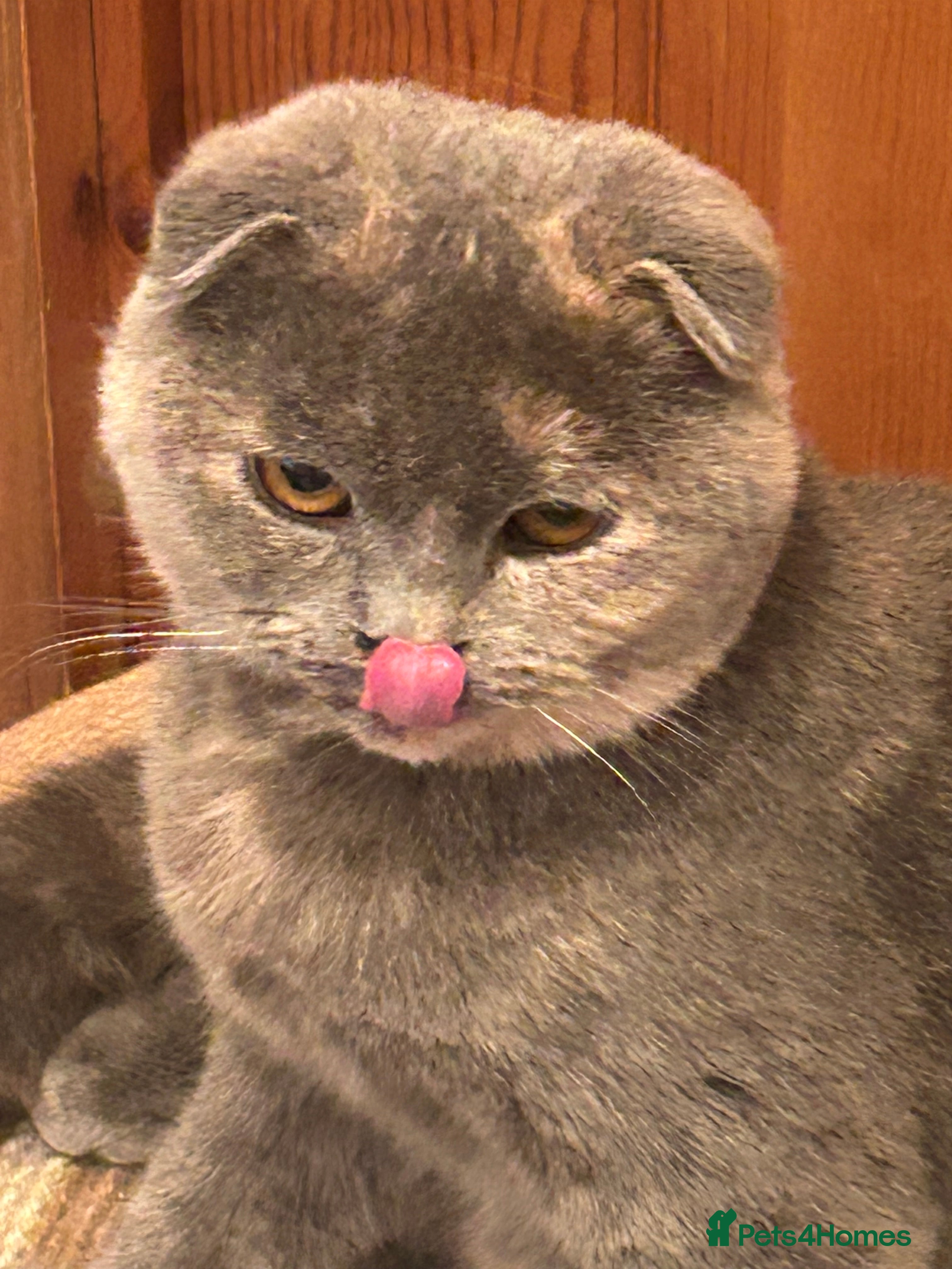 Scottish Fold cats 🌸🌸 Scottish Fold 7months Female 🌸🌸 - Advert 1