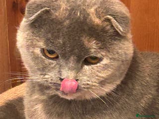 Scottish Fold cats 🌸🌸 Scottish Fold 7months Female 🌸🌸 - Advert 1