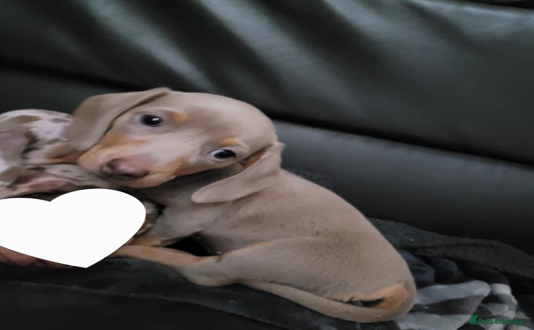 Miniature Dachshund dogs - Advert 15
