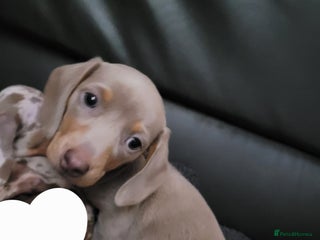 Miniature Dachshund dogs - Advert 4