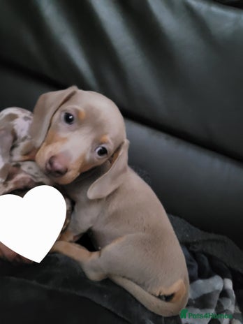 Miniature Dachshund dogs - Advert 4