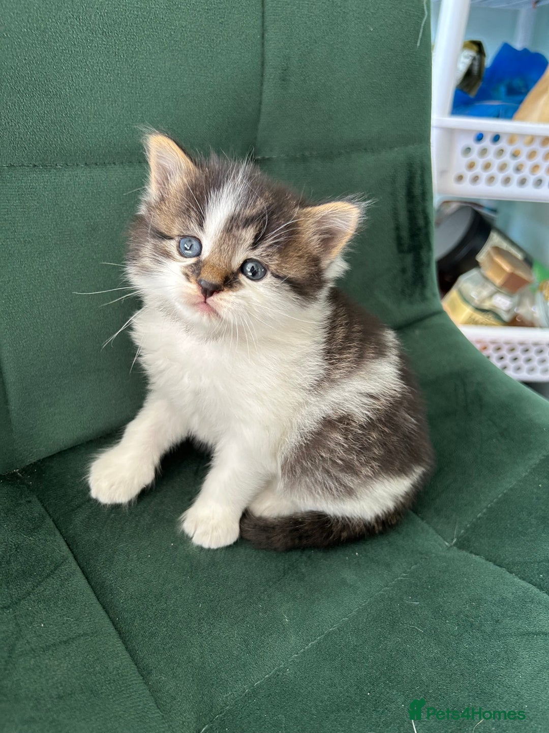 British Longhair cats for sale: Fluffy little angels  - Image 23