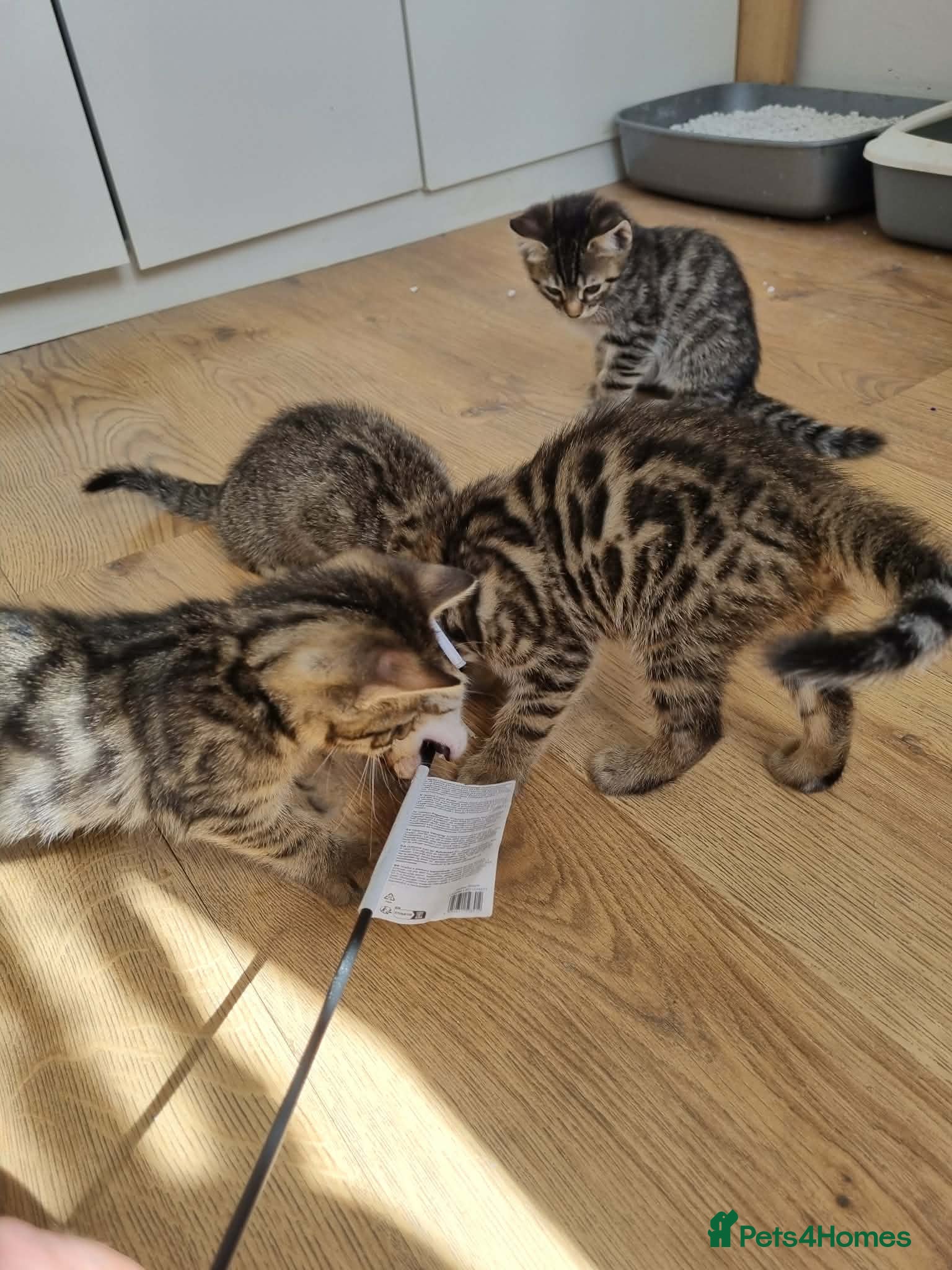 Bengal cats Bengal Kittens looking for home🐾 - Advert 1