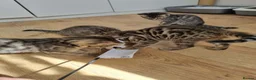 Bengal cats for sale: Bengal Kittens looking for home🐾 - Advert 5