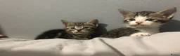 Mixed Breed cats for sale: Two Beautiful kittens ! in London - Advert 1