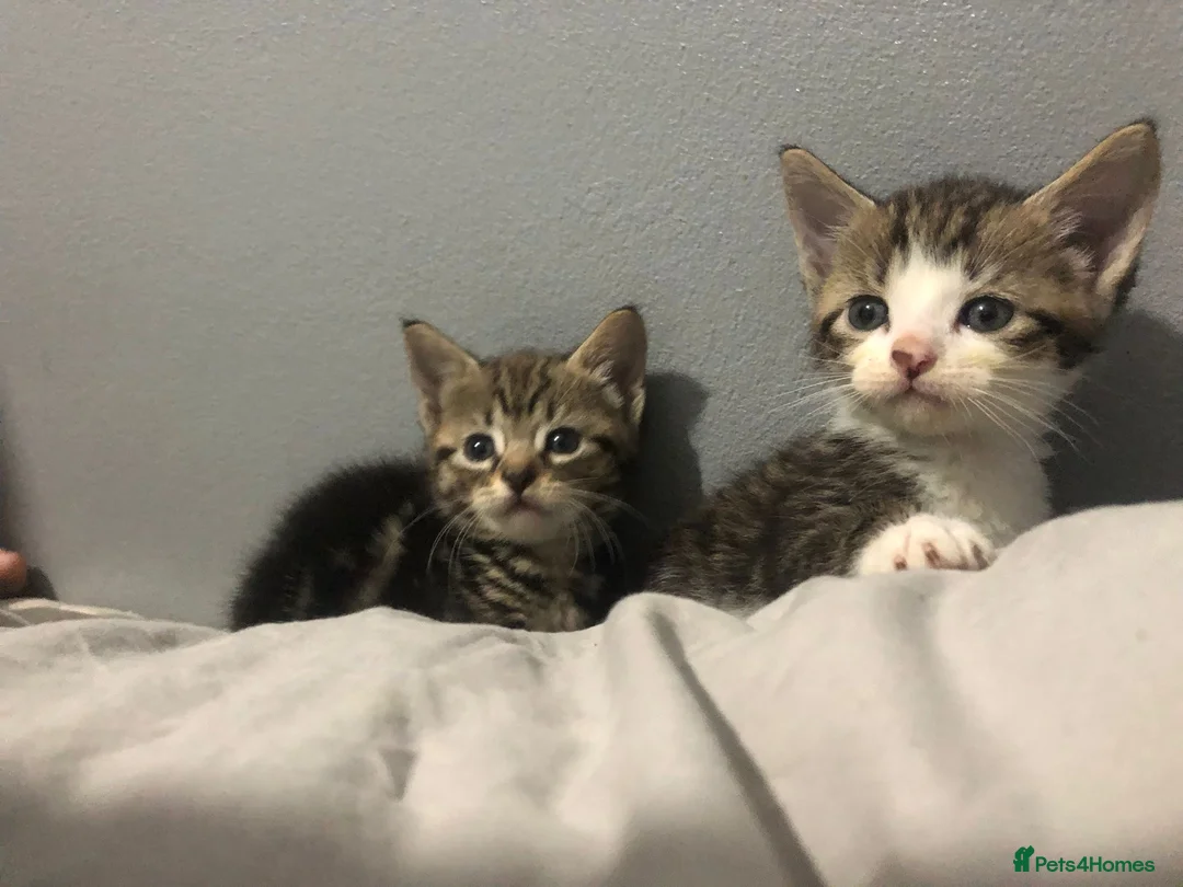 Mixed Breed cats for sale: Two Beautiful kittens ! in London - Advert 1