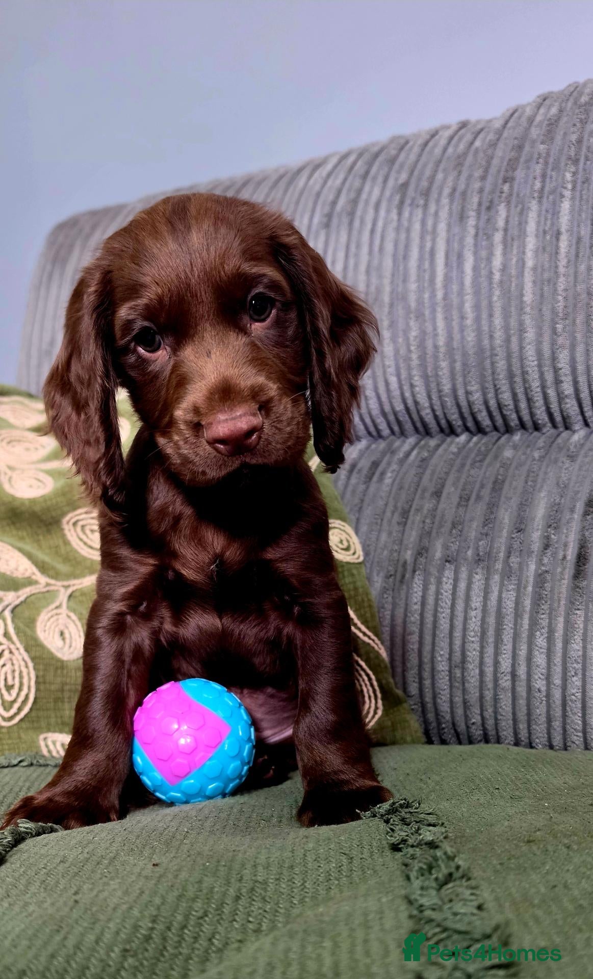 Cocker Spaniel dogs 8 october ready for their homes KC Reg 1 boys avai - Advert 2