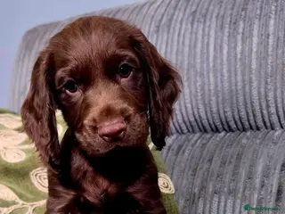 Cocker Spaniel dogs 8 october ready for their homes KC Reg 1 boys avai - Advert 2