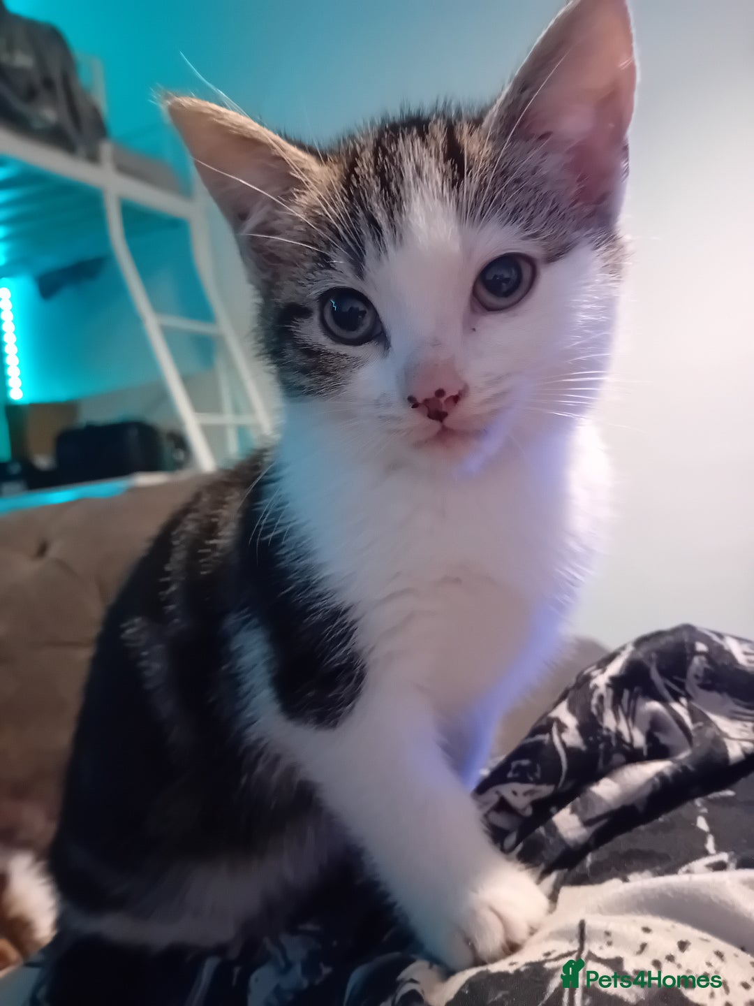 Mixed Breed cats for sale: Mixed breed kittens for sale £40 - Advert 2