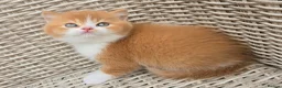 British Shorthair cats for sale: Stunning British Shorthair Kittens  - Advert 3