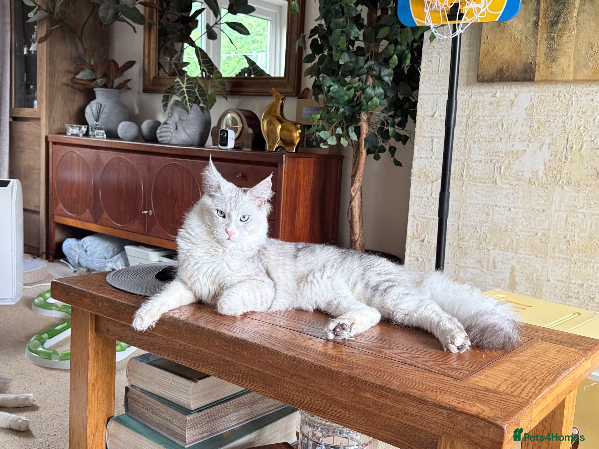Maine Coon cats Shaded blue eyes boy - Advert 8