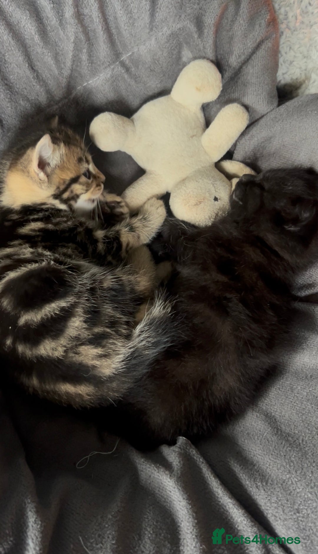 Mixed Breed cats for sale: 🥰 Beautiful kittens 🥰 - Image 2
