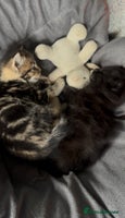 Mixed Breed cats - Advert 4