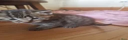 Mixed Breed cats for sale: 3 kitten for sale  - Advert 18