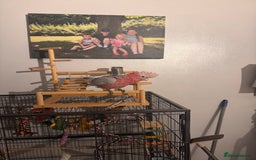 Cockatoo birds for sale: Silly tame Galah male 2025 DNA tested  - Image 4