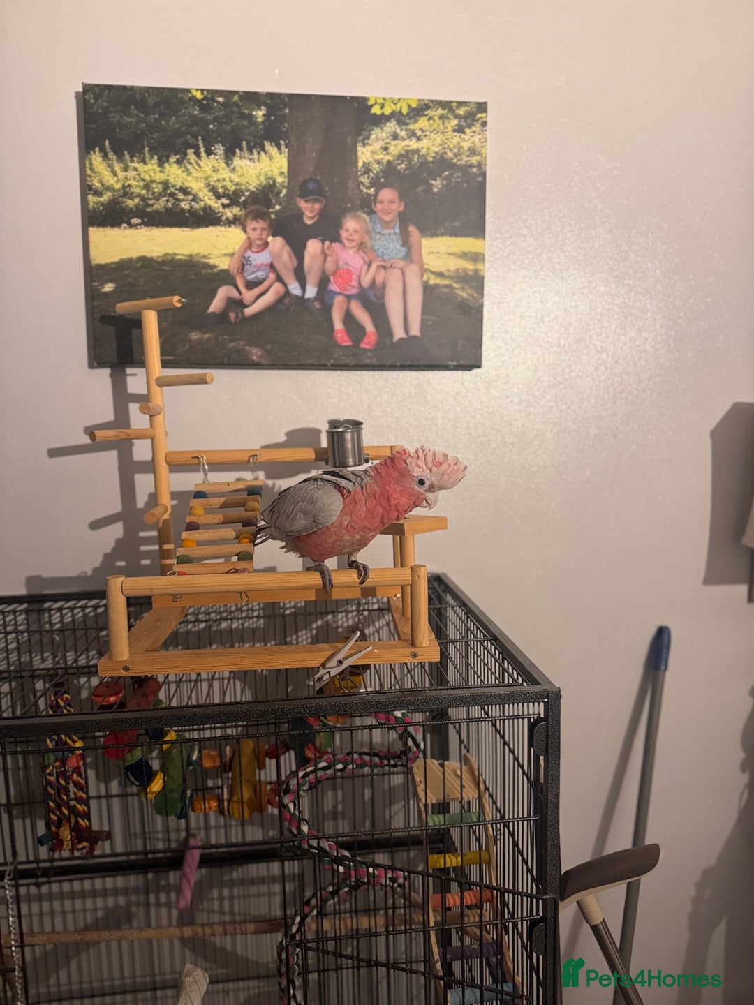 Cockatoo birds for sale: Silly tame Galah male 2025 DNA tested  - Image 4
