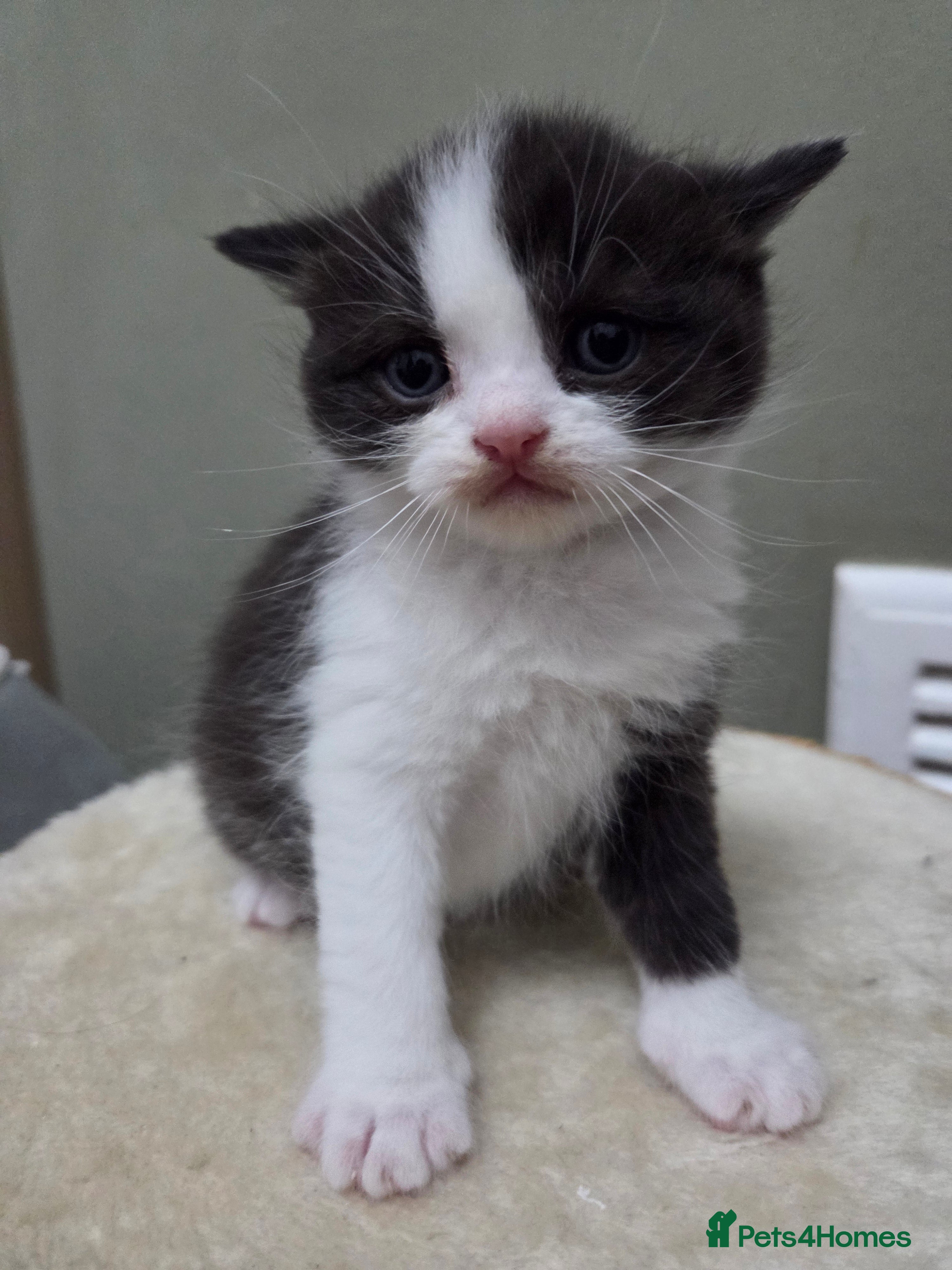 Mixed Breed cats RAGDOLL/ PERSIAN KITTENS  - Advert 1