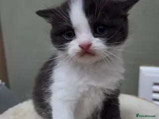 Mixed Breed cats RAGDOLL/ PERSIAN KITTENS - Advert 1