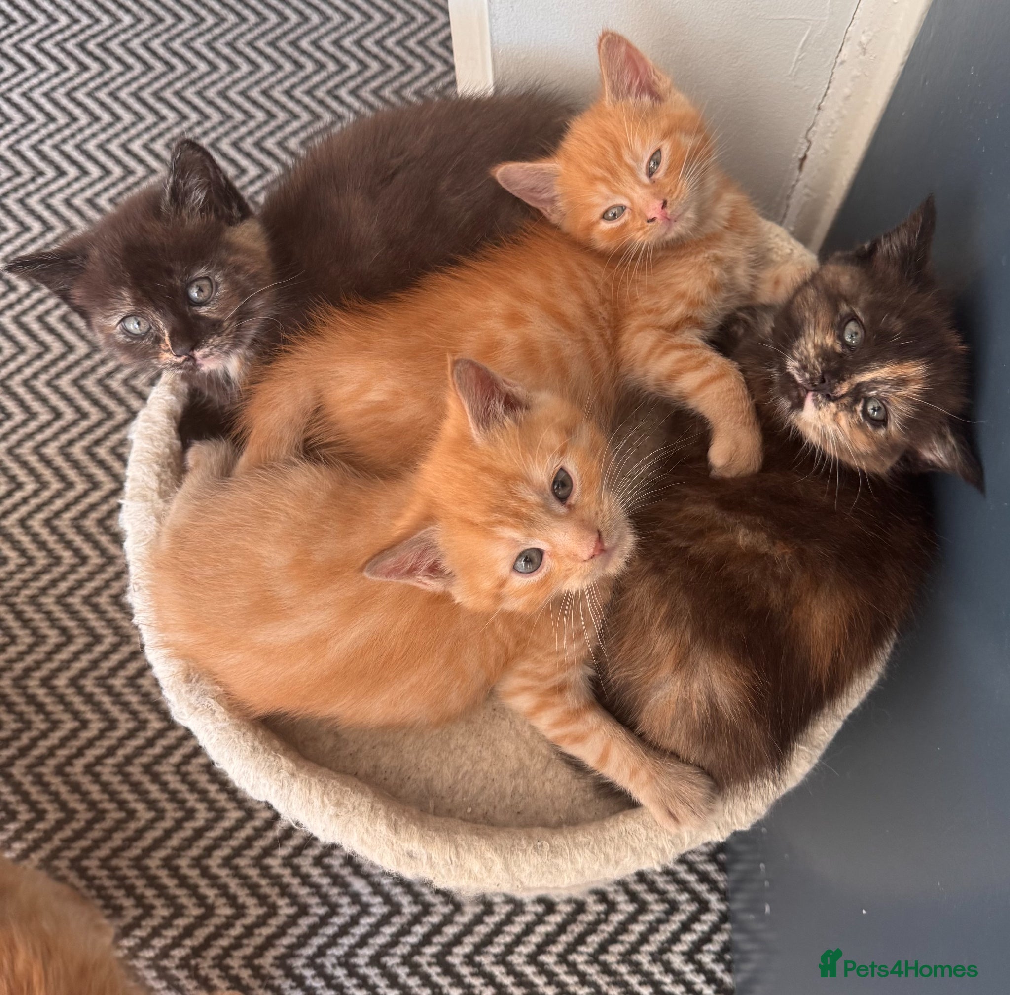 Maine Coon cats Maine Coon Cross Kittens – Ready 27th April - Advert 1